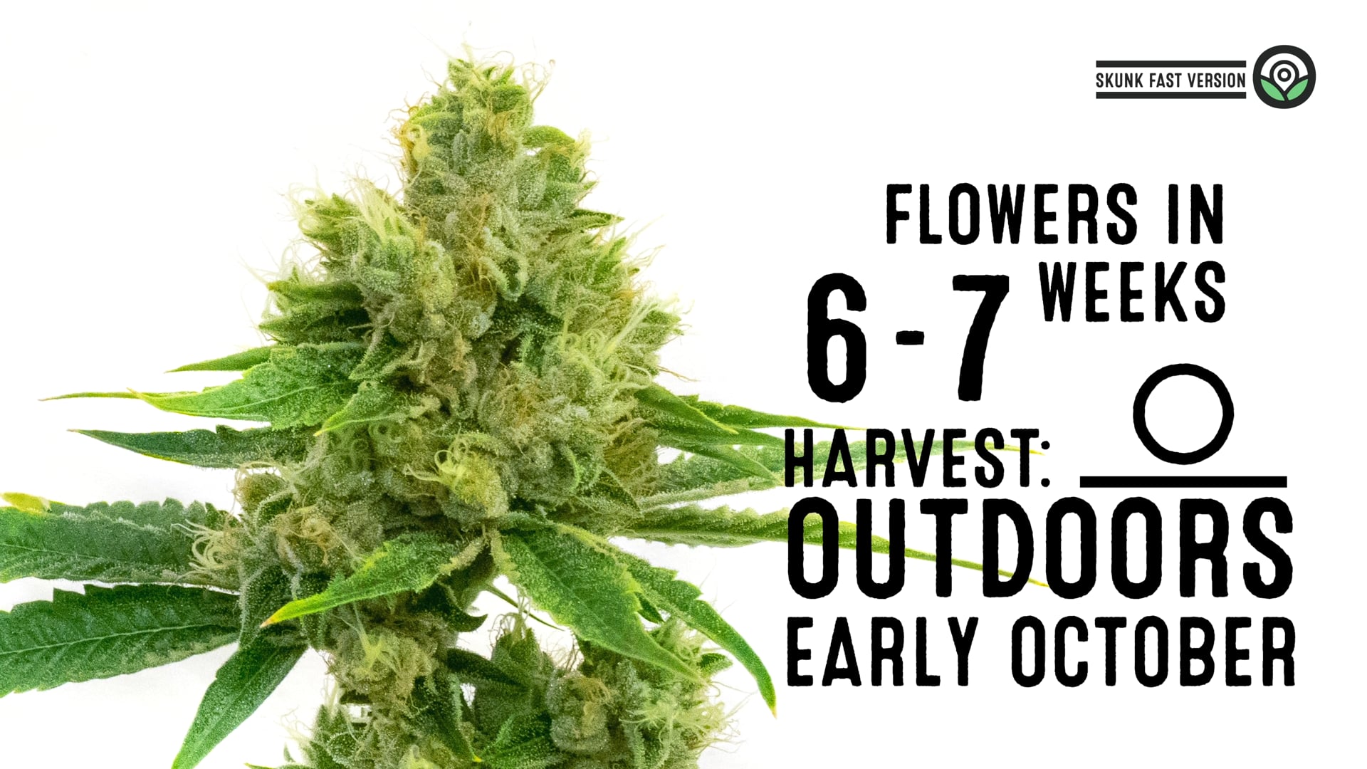 Skunk Fast Version Cannabis Seeds