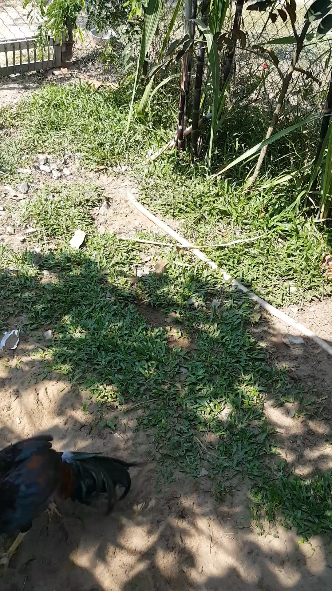 Hatch jap vs hatch asiu tơ on Vimeo