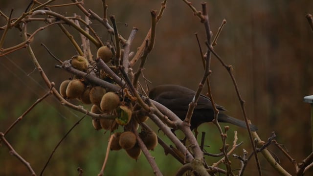 Bird Brown Animal - Free video on Pixabay