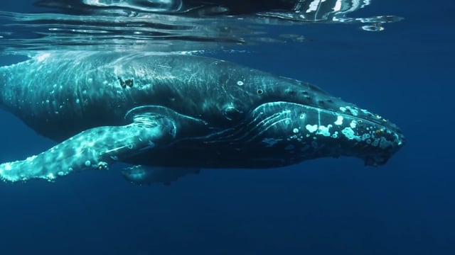 WHALE WISDOM trailer