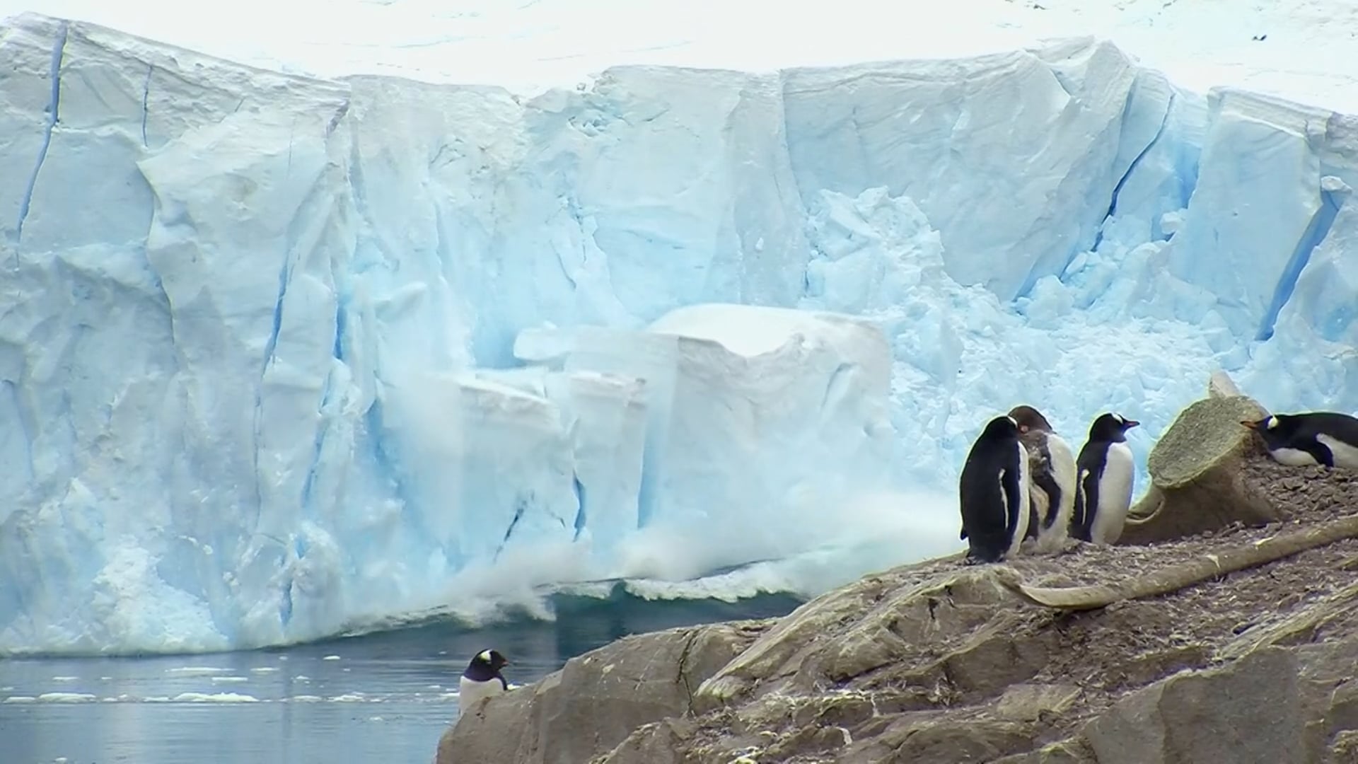 Cool Effect | Carbon Can't Hide Anymore