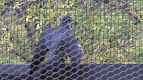 Step into the Wild - Raptor Exhibit