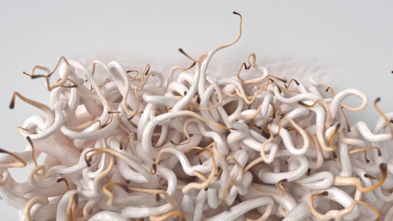 Fungi Houdini Vellum Hair on Vimeo