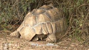 Tortoises (tempo, texture, timbre) - Video