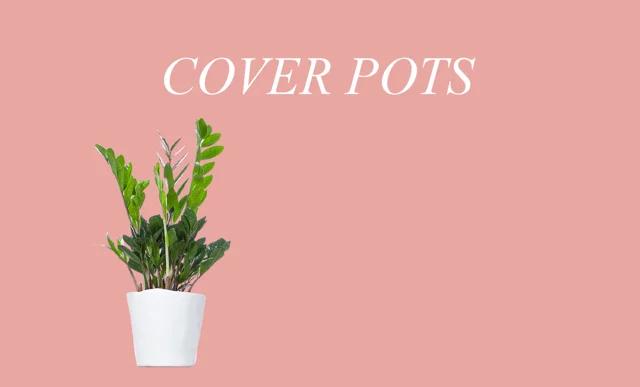 Create a Cork Plant Pot Cover for Your Houseplants! – Planterina