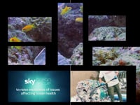 SkyOceanRescue_ReceptionMosaic