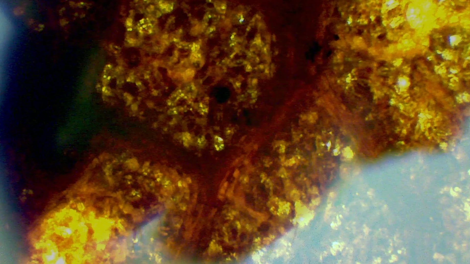 A Study of Bugs, Mushrooms, Leaves, Slugs, and Berries