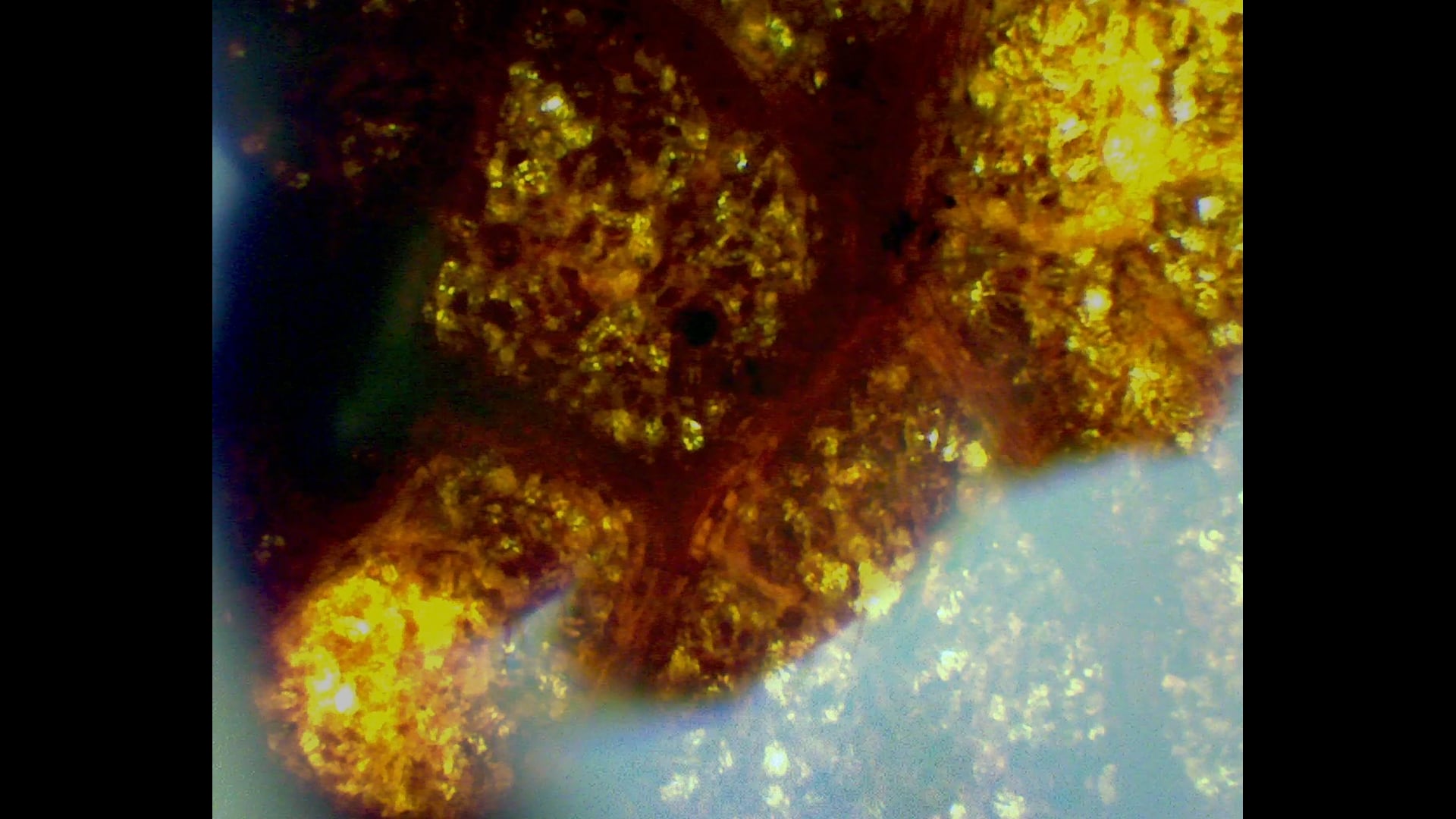 A Study of Bugs, Mushrooms, Leaves, Slugs, and Berries