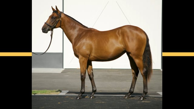 Lot 4