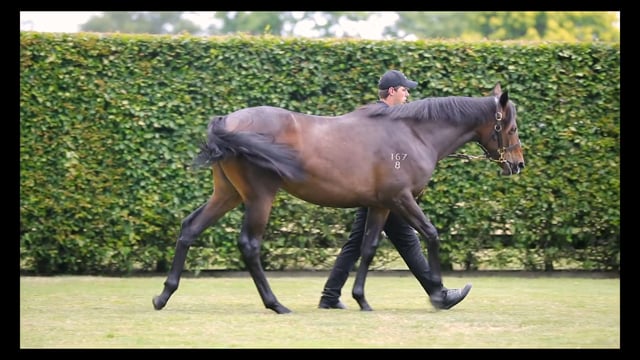 Lot 950