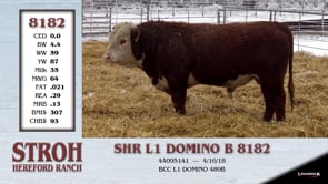 Lot #8182 - SHR L1 DOMINO B 8182