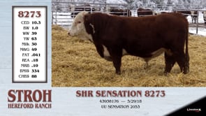 Lot #8273 - SHR SENSATION 8273
