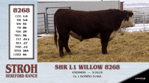 Lot #8268 - SHR L1 WILLOW 8268