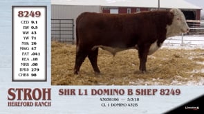 Lot #8249 - SHR L1 DOMINO B SHEP 8249