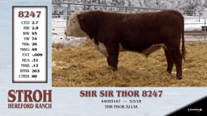 Lot #8247 - SHR SIR THOR 8247