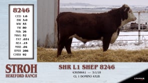 Lot #8246 - SHR L1 SHEP 8246