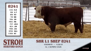 Lot #8241 - SHR L1 SHEP 8241