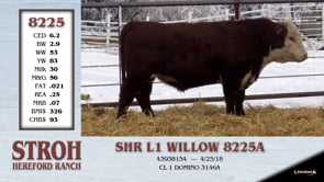 Lot #8225 - SHR L1 WILLOW 8225A