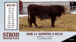 Lot #8216 - SHR L1 DOMINO A 8216