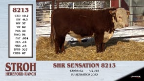 Lot #8213 - SHR SENSATION 8213