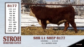 Lot #8177 - SHR L1 SHEP 8177