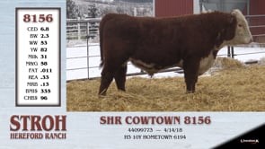 Lot #8156 - SHR COWTOWN 8156