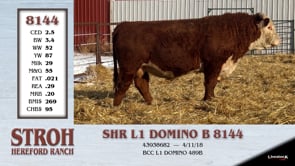 Lot #8144 - SHR L1 DOMINO B 8144