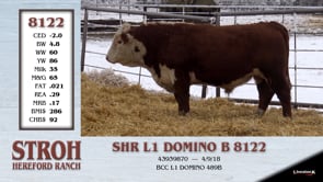 Lot #8122 - SHR L1 DOMINO B 8122