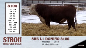 Lot #8100 - SHR L1 DOMINO 8100