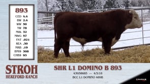 Lot #893 - SHR L1 DOMINO B 893