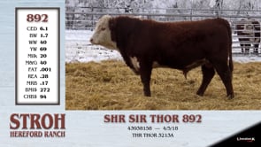Lot #892 - SHR SIR THOR 892