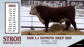 Lot #889 - SHR L1 DOMINO SHEP 889
