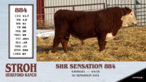 Lot #884 - SHR SENSATION 884