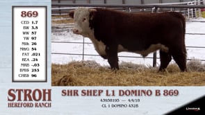 Lot #869 - SHR SHEP L1 DOMINO B 869
