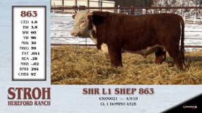 Lot #863 - SHR L1 SHEP 863