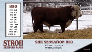 Lot #850 - SHR SENSATION 850