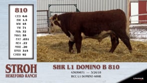 Lot #810 - SHR L1 DOMINO B 810