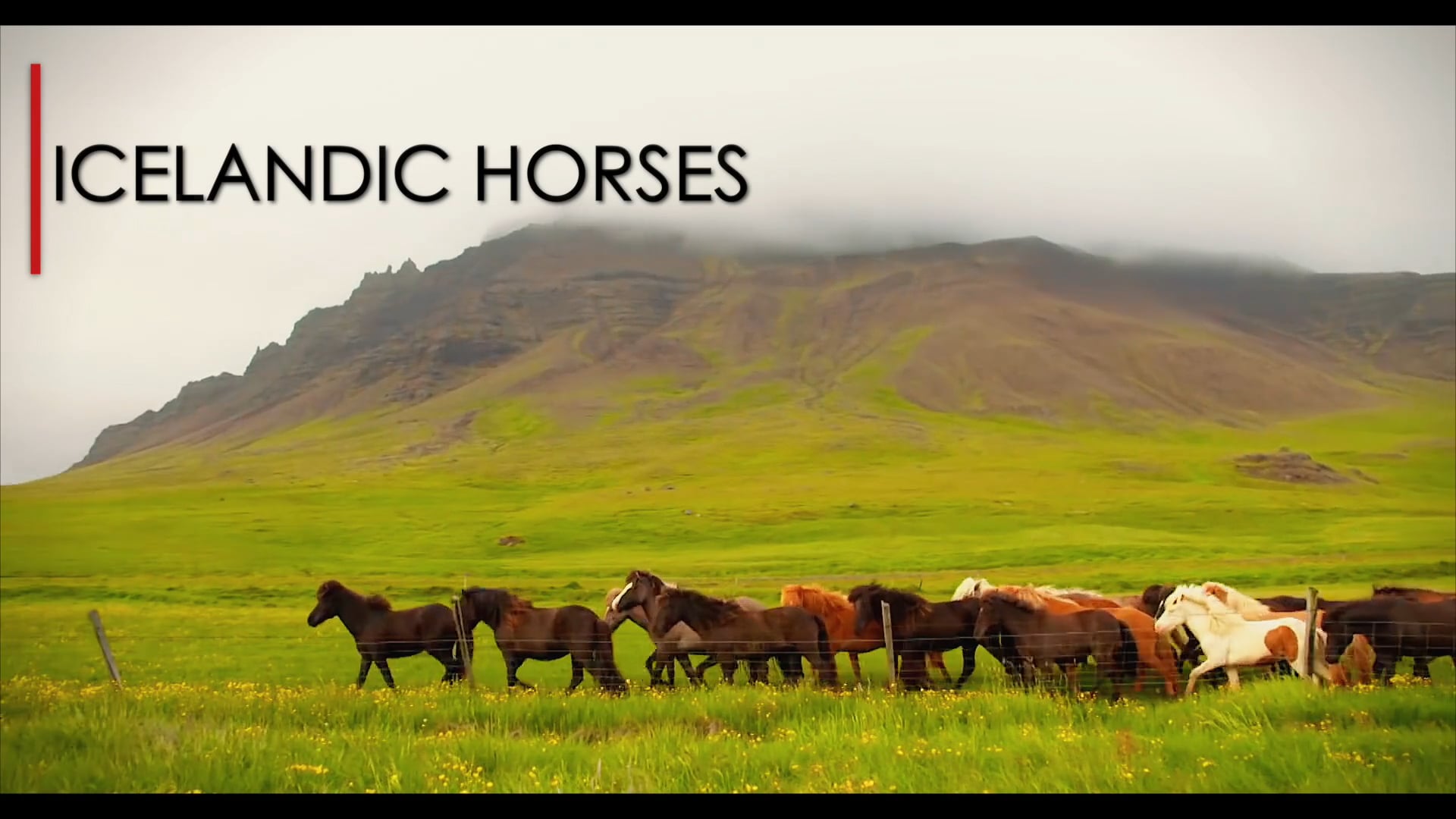 THE TRIP SISTERS EXPLORE ICELAND'S HORSE FARMS [CAPTIONS STREAM]