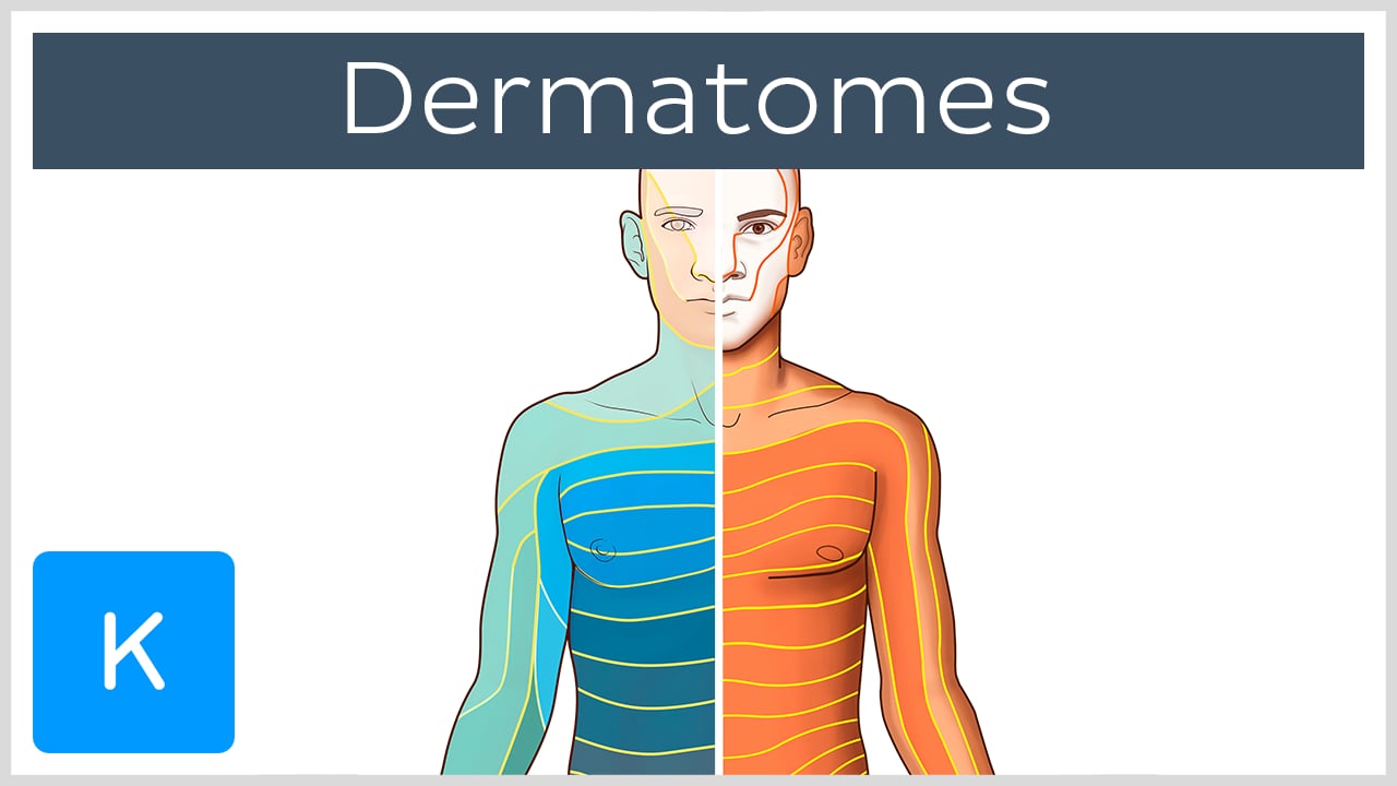 cervical nerve root dermatomes