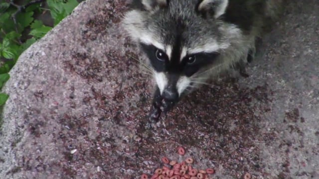 Guaxinim Animal Mamífero - Free video on Pixabay