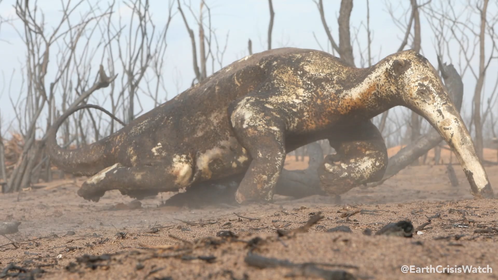 Fires in East Bolivia; The Aftermath