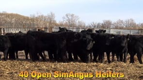 Lot #59 - GROUP 1 OPEN HEIFERS 30 HD AVG 752 LB