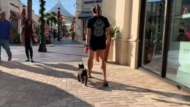 Otto the French Bulldog OFF LEASH at the Outlet Malls