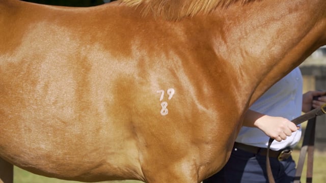 Lot 530