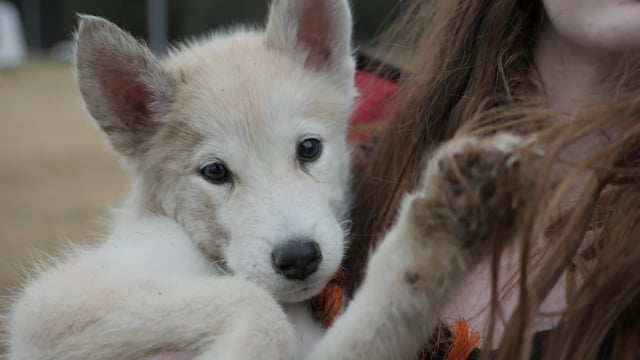 Australia Bushfires: A family & their 14 dogs