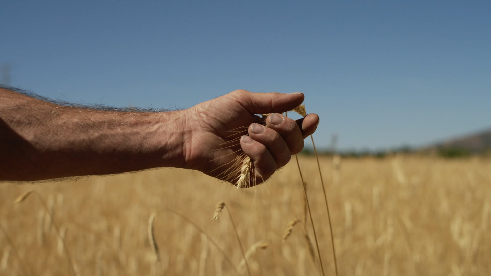 Alex Weiser- Tehachapi Grain Project