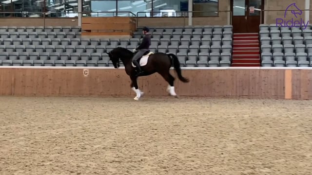 The canter half pass