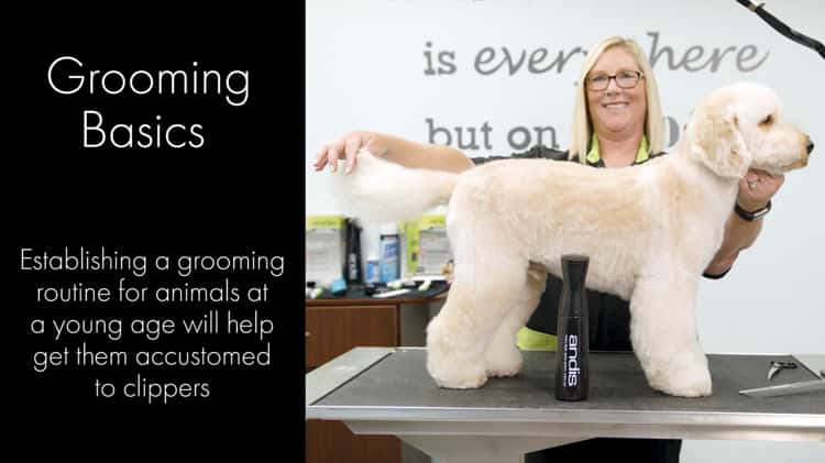 Maintain Your Animal Clippers - Andis How-to Grooming Tips on Vimeo