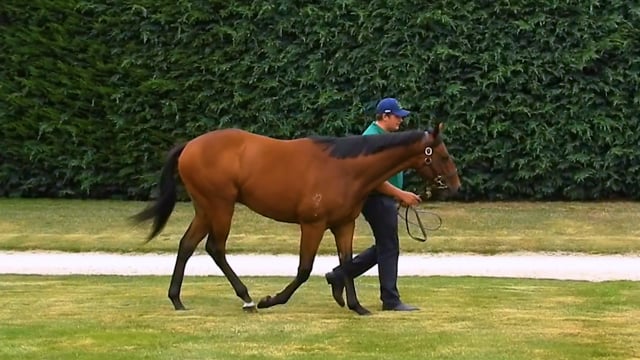 Lot 752