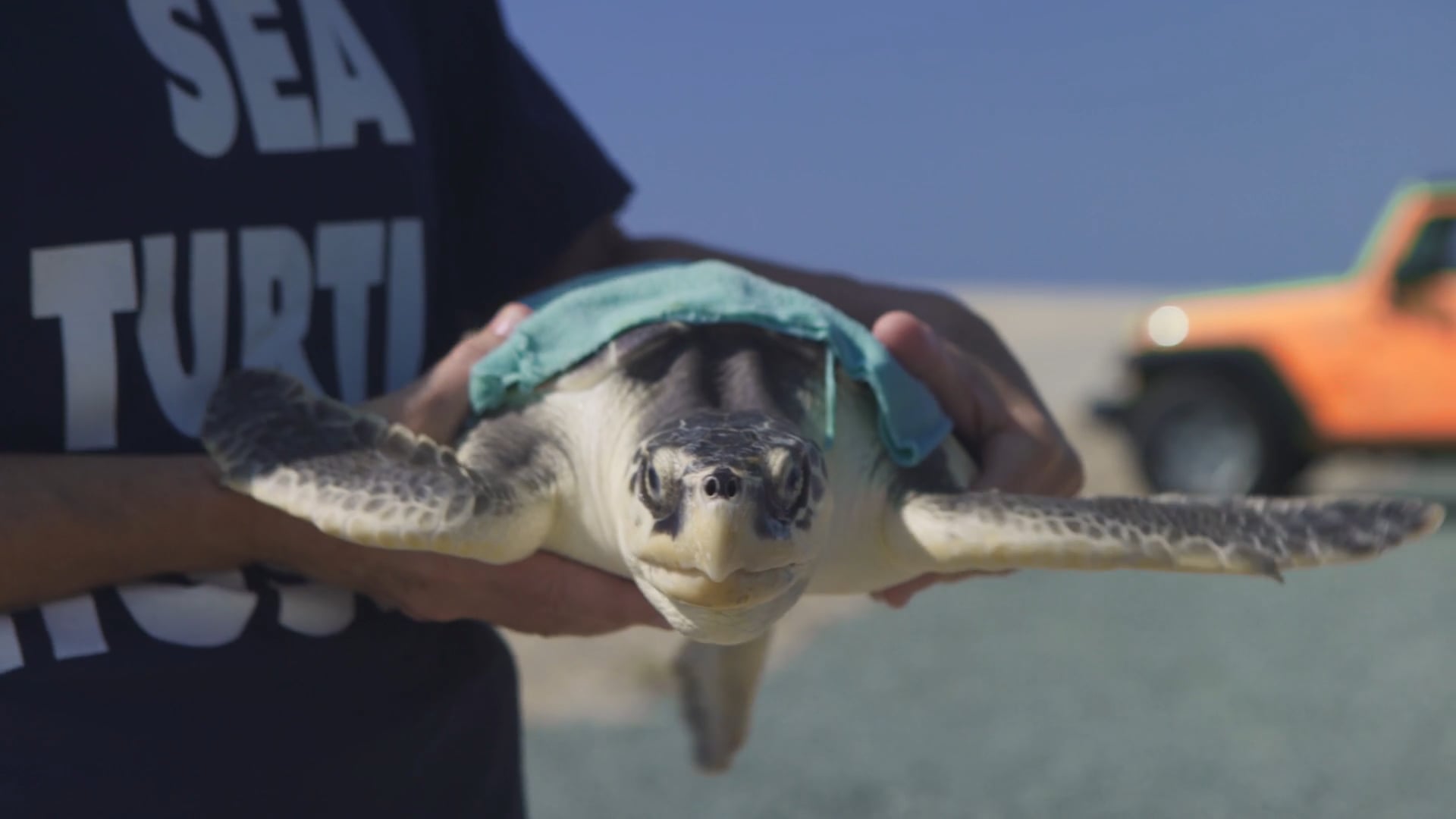 Visit NC - Sea Turtles Release